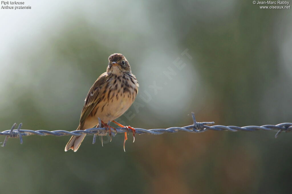 Pipit farlouse, identification