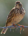 Pipit farlouse