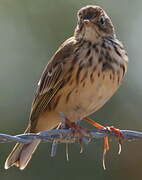 Pipit farlouse