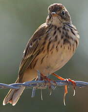 Pipit farlouse