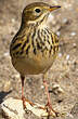 Pipit farlouse