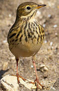 Pipit farlouse