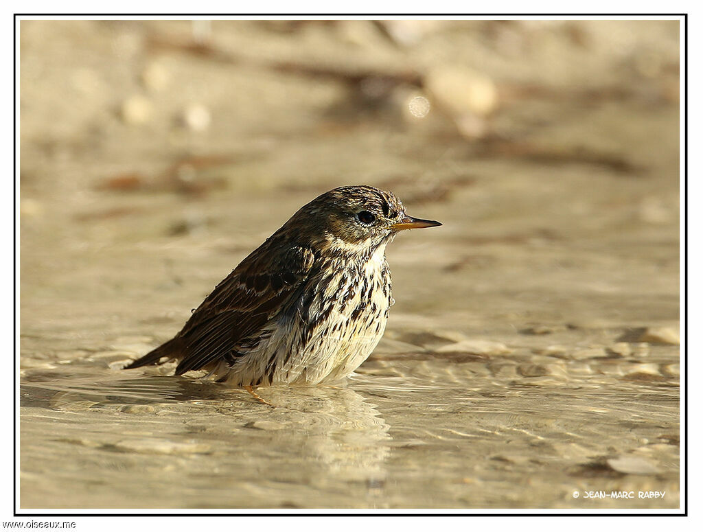 Meadow Pipit, identification