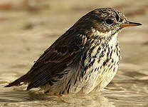 Pipit farlouse