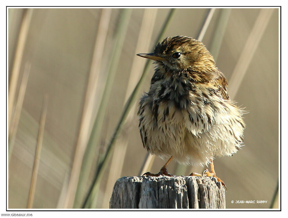 Pipit farlouse, identification