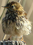 Pipit farlouse