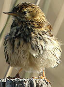 Meadow Pipit