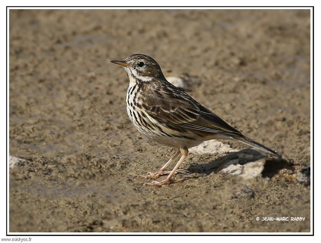 Pipit farlouse, identification