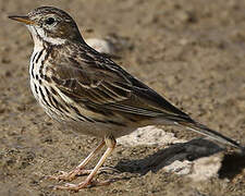 Pipit farlouse