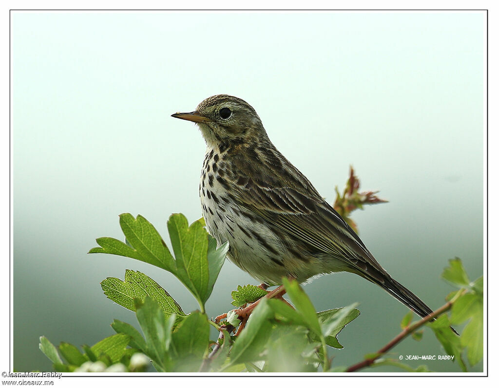 Meadow Pipit, identification