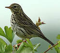 Pipit farlouse