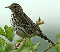 Meadow Pipit