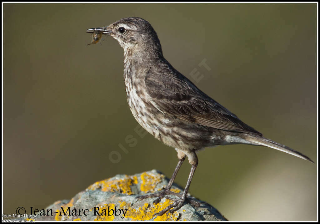 European Rock Pipit, feeding habits