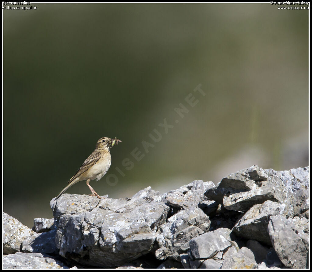 Pipit rousseline, identification