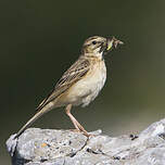 Pipit rousseline