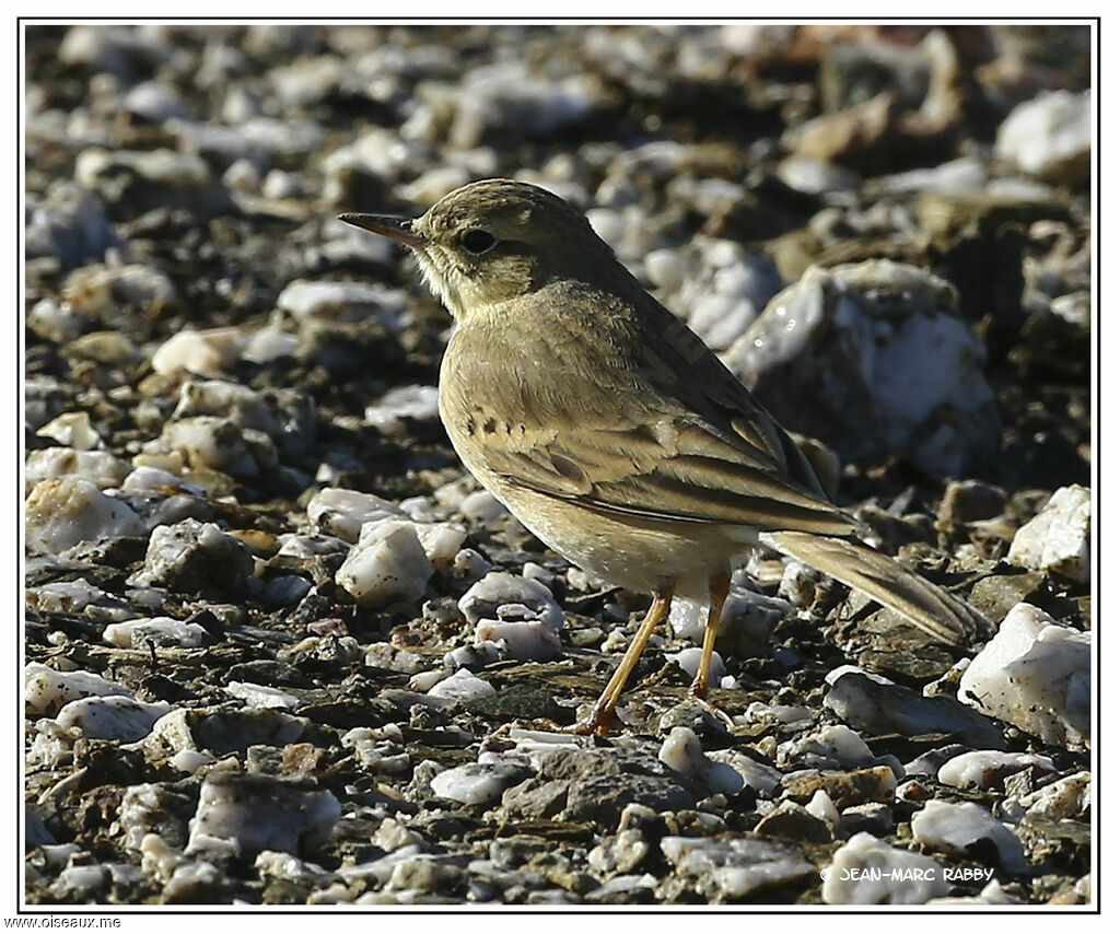 Pipit rousseline, identification