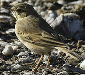 Pipit rousseline