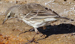 Water Pipit