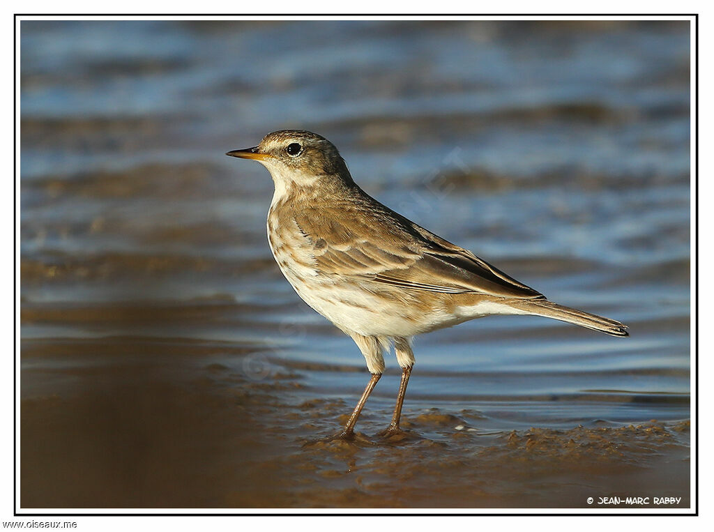 Water Pipit, identification