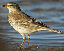 Water Pipit