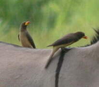 Yellow-billed Oxpecker