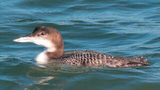 Common Loon