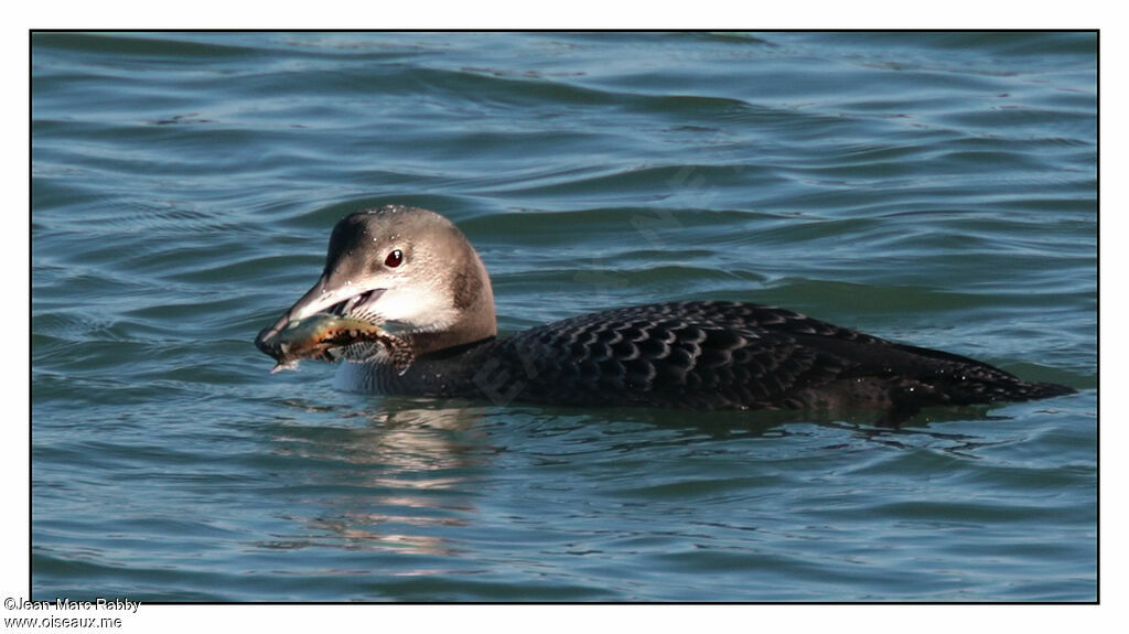 Plongeon imbrin, identification, Comportement