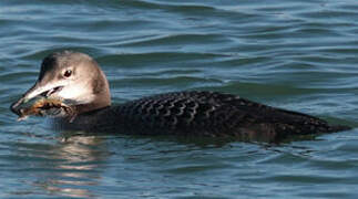 Common Loon