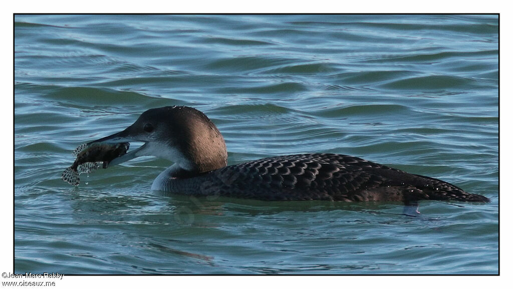 Plongeon imbrin, identification