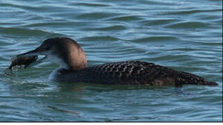 Common Loon