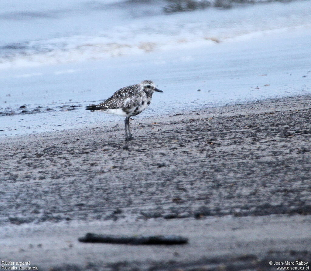 Grey Plover