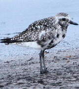 Grey Plover