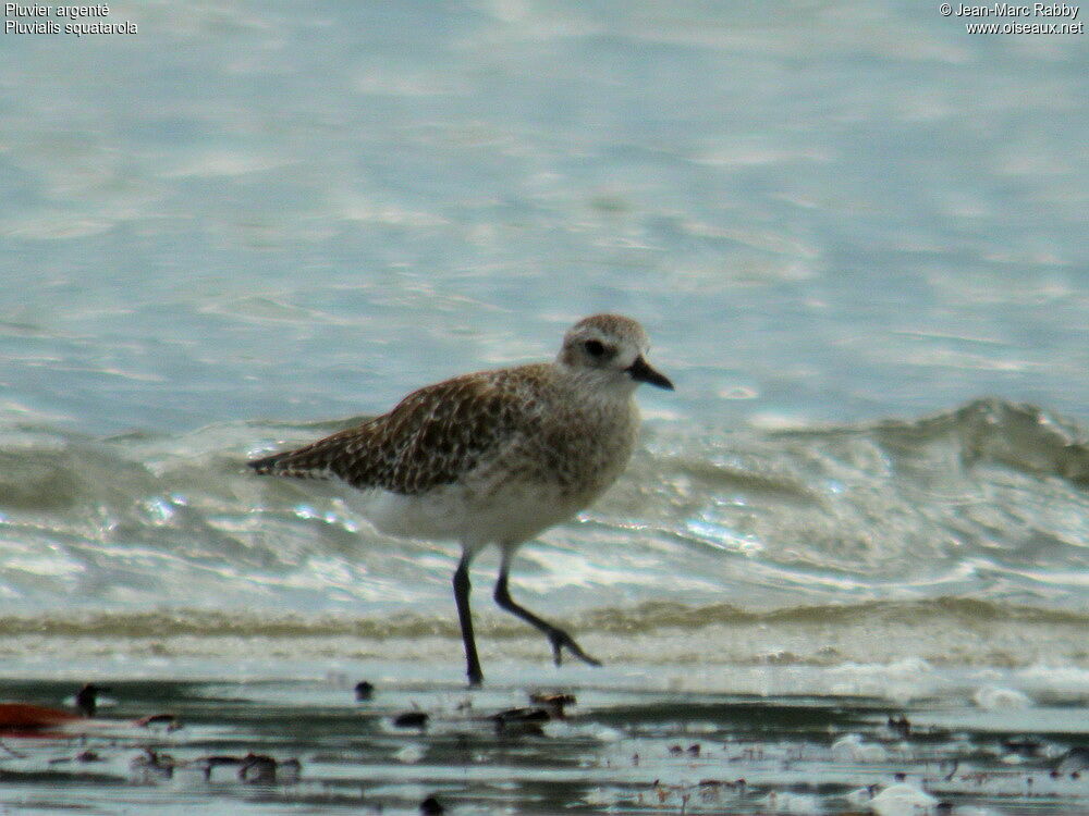 Grey Plover