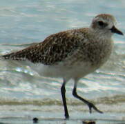 Grey Plover