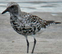 Grey Plover