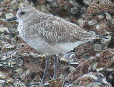 Grey Plover