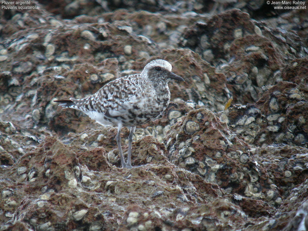 Pluvier argenté, identification