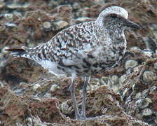 Grey Plover