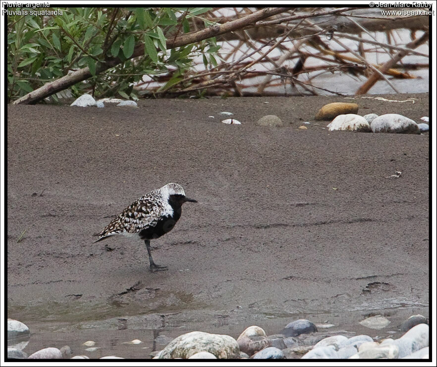 Grey Plover male, identification