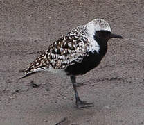 Grey Plover