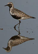 Grey Plover