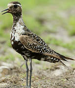 American Golden Plover