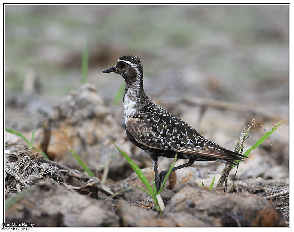 American Golden Ploveradult transition, identification