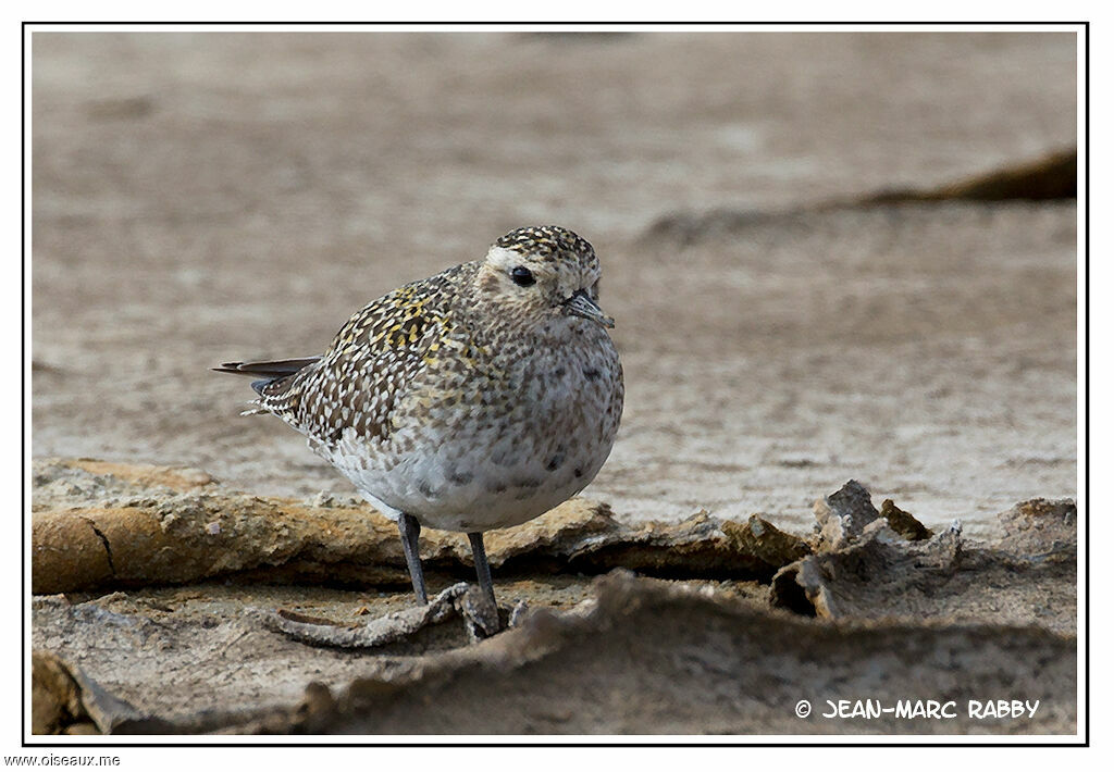 European Golden Plover, identification