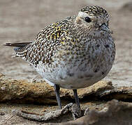 European Golden Plover