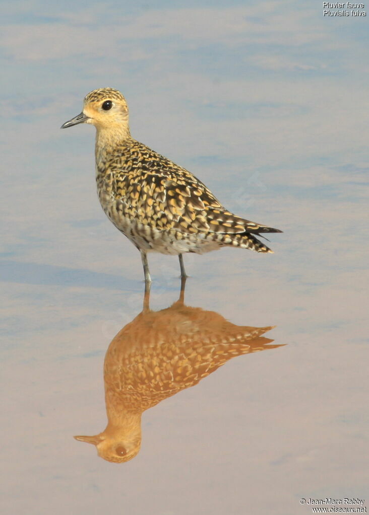 Pacific Golden Plover