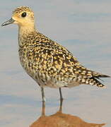 Pacific Golden Plover