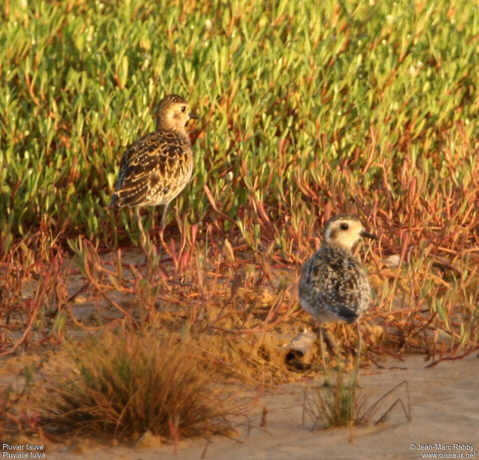 Pacific Golden Plover 