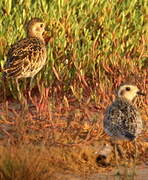 Pacific Golden Plover