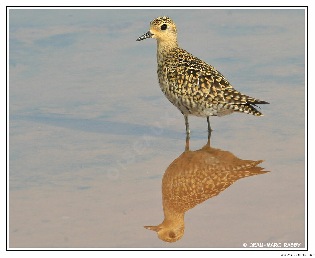 Pacific Golden Plover, identification